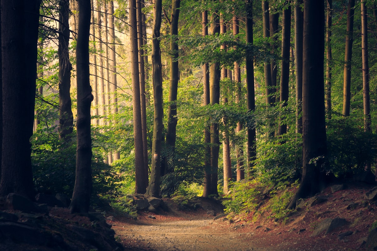 Sunlight falling through a forest